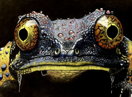  maleri The frog af steen Maigaard malet i 2024