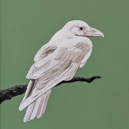 Akryl maleri Hvid Ravn (2025) af Ida Stuhr Olsen malet i 2025