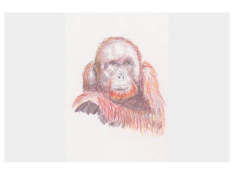  maleri Orangutang2 af Ilse Jørgensen malet i 2016